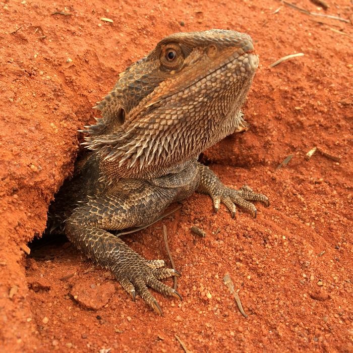 温度で性が変わるトカゲの謎、ゲノム解読でついに解明へ！