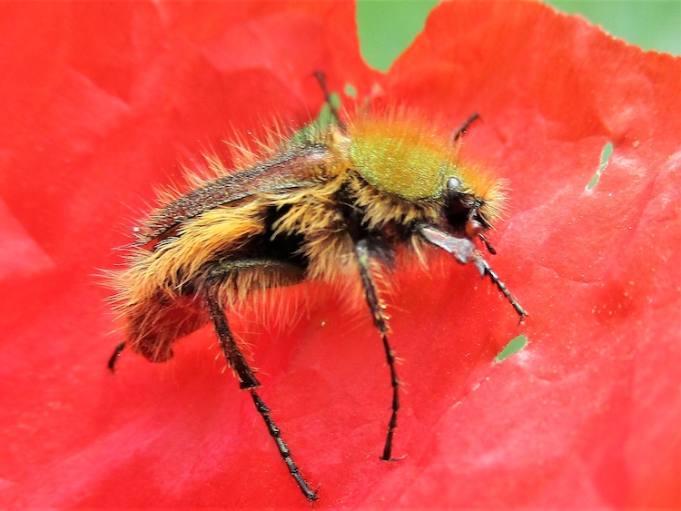 昆虫の常識を覆す！「赤い色」が見えるコガネムシの驚くべき能力とは？
