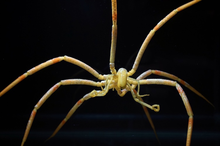 奇妙な生物ウミグモのゲノムを初解読！「消えたお腹」の謎と進化の秘密に迫る