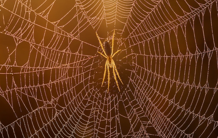 スリングショットスパイダーは「音を聞く」ことで瞬時に獲物を捕らえる