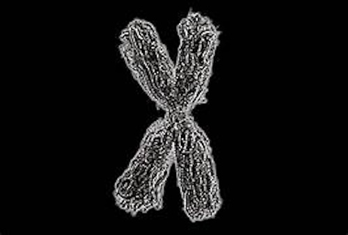 X染色体がヒトの体質に与える影響とは？GWAS解析の新事実