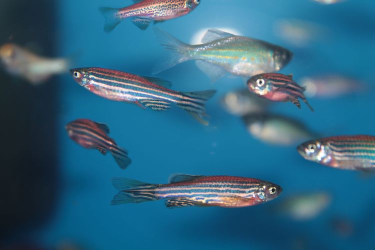 心臓再生の鍵はDHAにあり！ゼブラフィッシュの研究から見えた心筋梗塞治療の新光