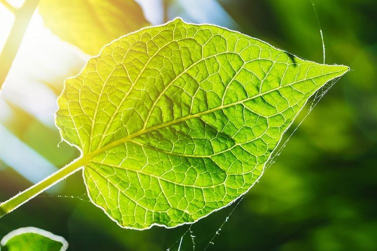 植物の超効率エネルギー伝達の謎を解明！未来の太陽電池に応用も