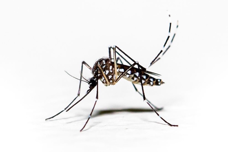 蚊の交尾は雌が決める:新発見「鍵と錠」のメカニズムとは