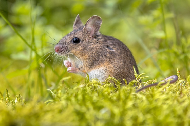 耳と目の細胞再生の鍵は同じ遺伝子？聴覚・視覚回復への新たな光