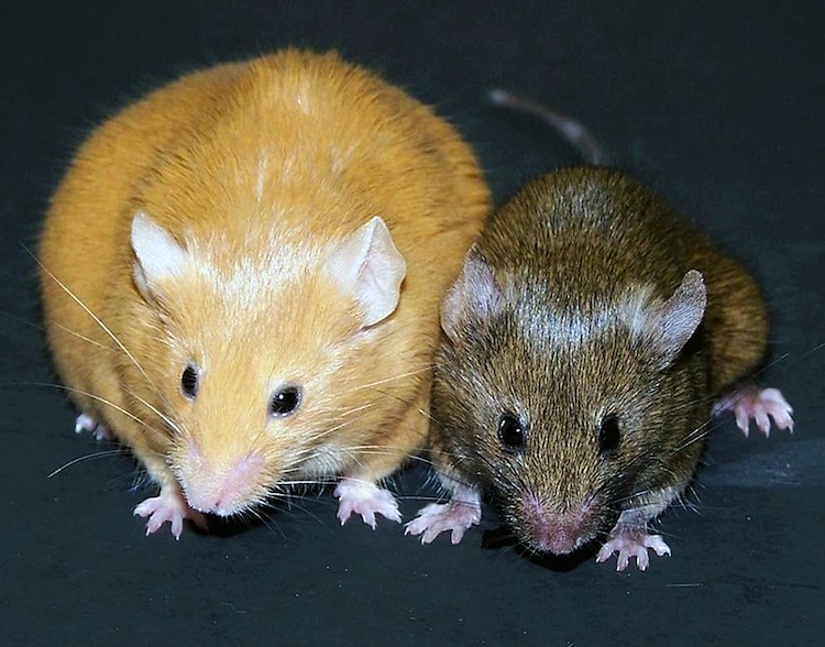 遺伝的に同じマウスの個体差、エピジェネティクスは主因ではなかった？