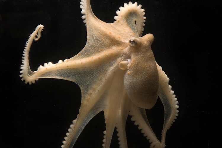 タコの擬態色素を1000倍増産！微生物を活用した革新的な新技術